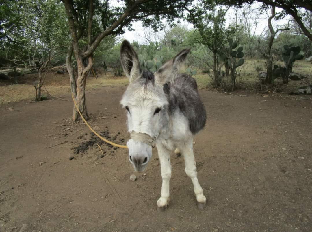 Burrolandia